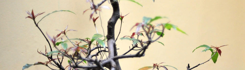 Financieel Strategisch Beheer 